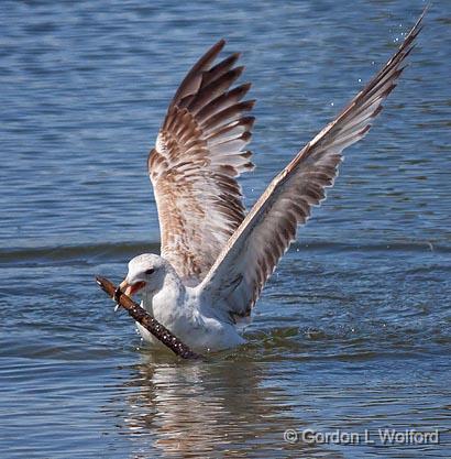 Caught A Stick_25102.jpg - Ring-billed Gull (Larus delawarensis) photographed at Ottawa, Ontario, Canada.